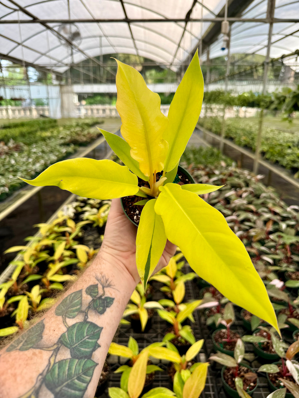 4" Philodendron ‘Golden Saw’ ('Jungle Boogie' aurea/‘Golden Crocodile’)