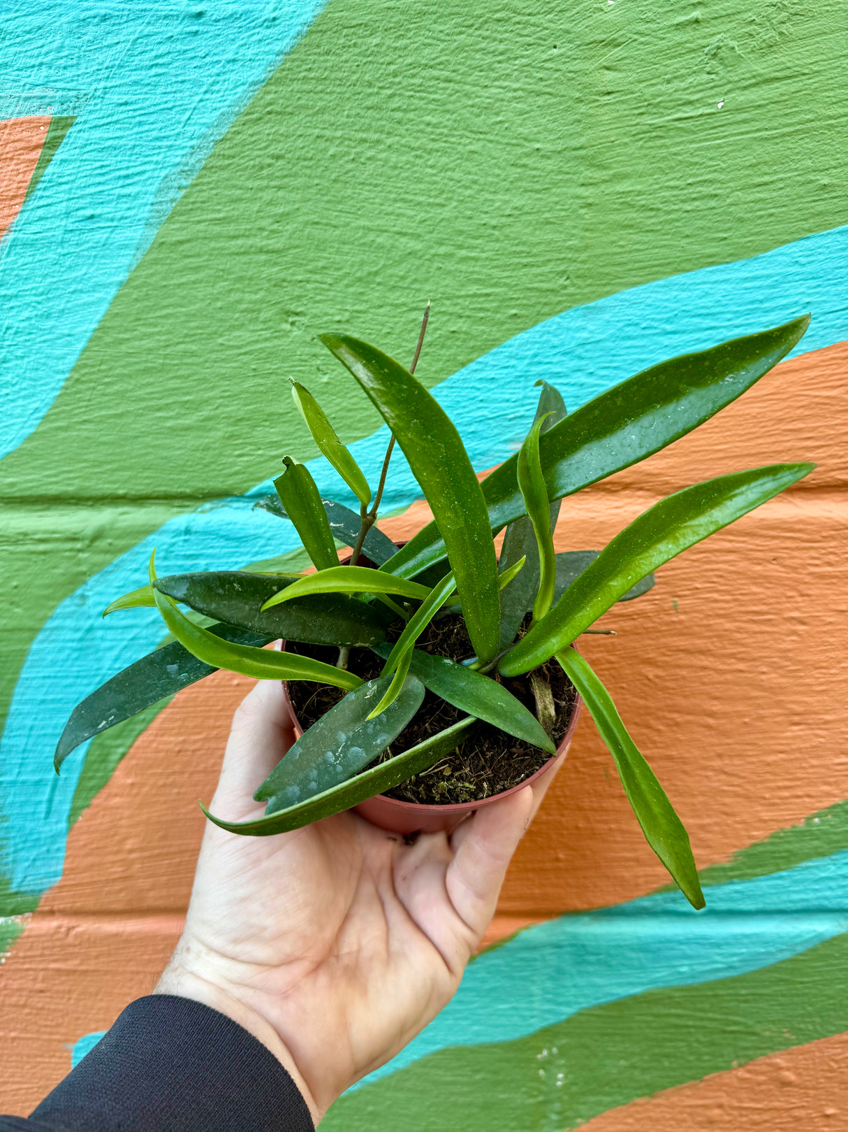 4” Hoya ‘Minibelle’ - Canopy Plant Co.
