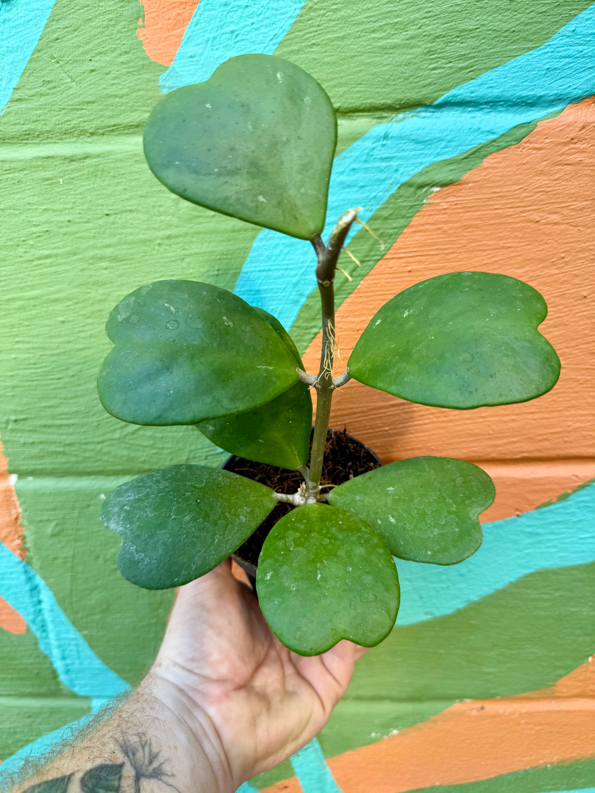 4" Hoya kerrii - Canopy Plant Co.
