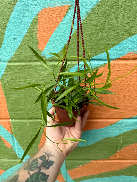 4" Hoya longifolia hanging basket - Canopy Plant Co.