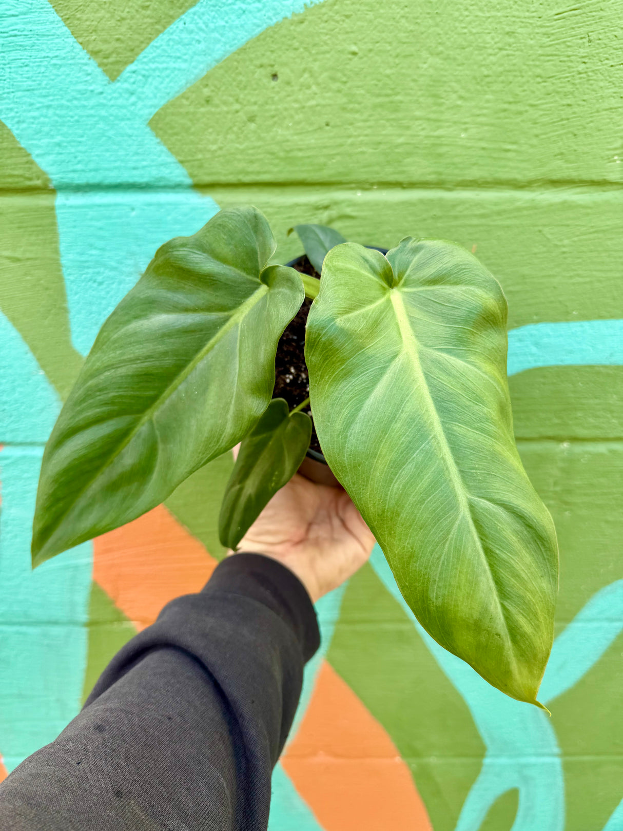 6" Philodendron maximum