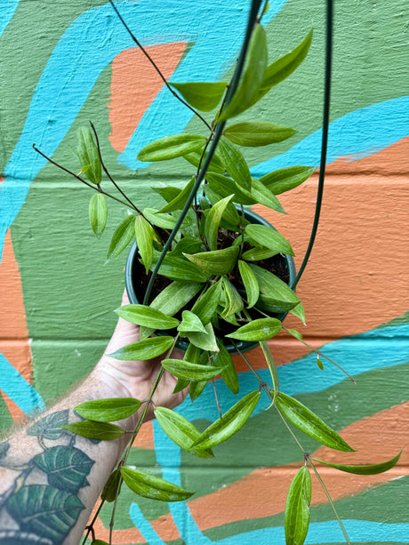 6" Hoya blashernaezii hanging basket - Canopy Plant Co.