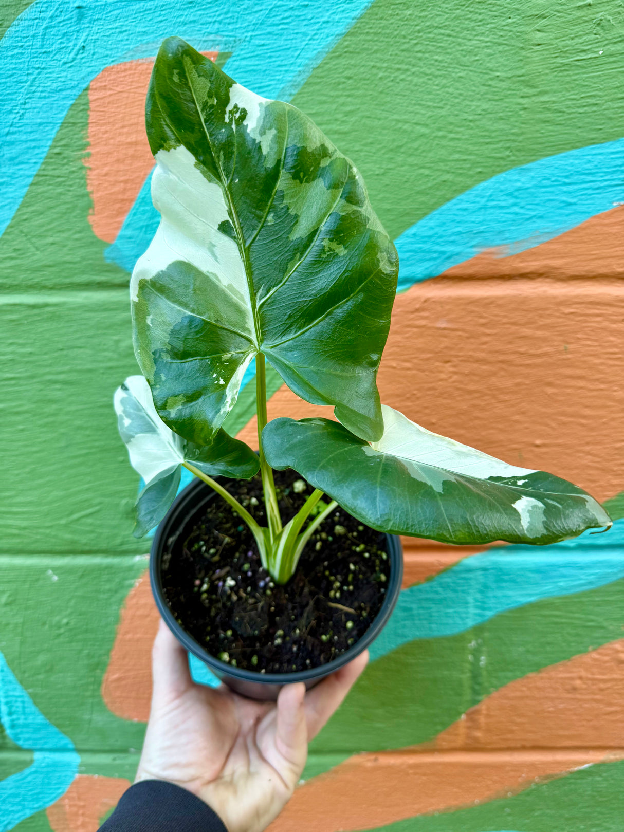 6" Alocasia macrorrhiza 'Appaloosa Gold' variegated - Canopy Plant Co.