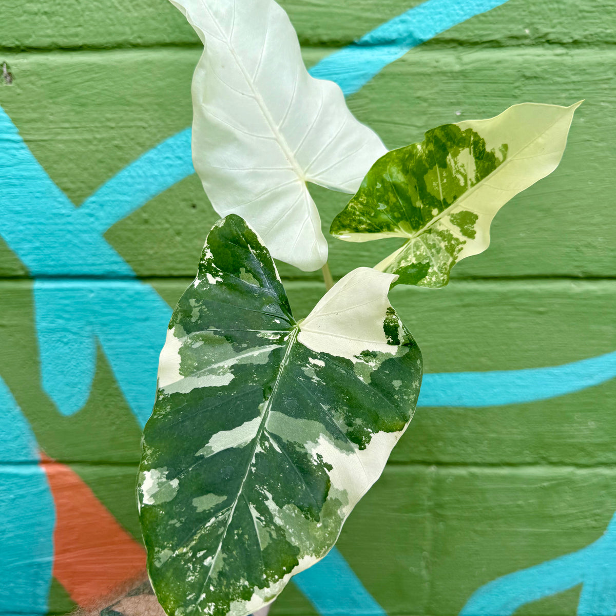 4" Alocasia macrorrhiza variegated  Canopy Plant Co.