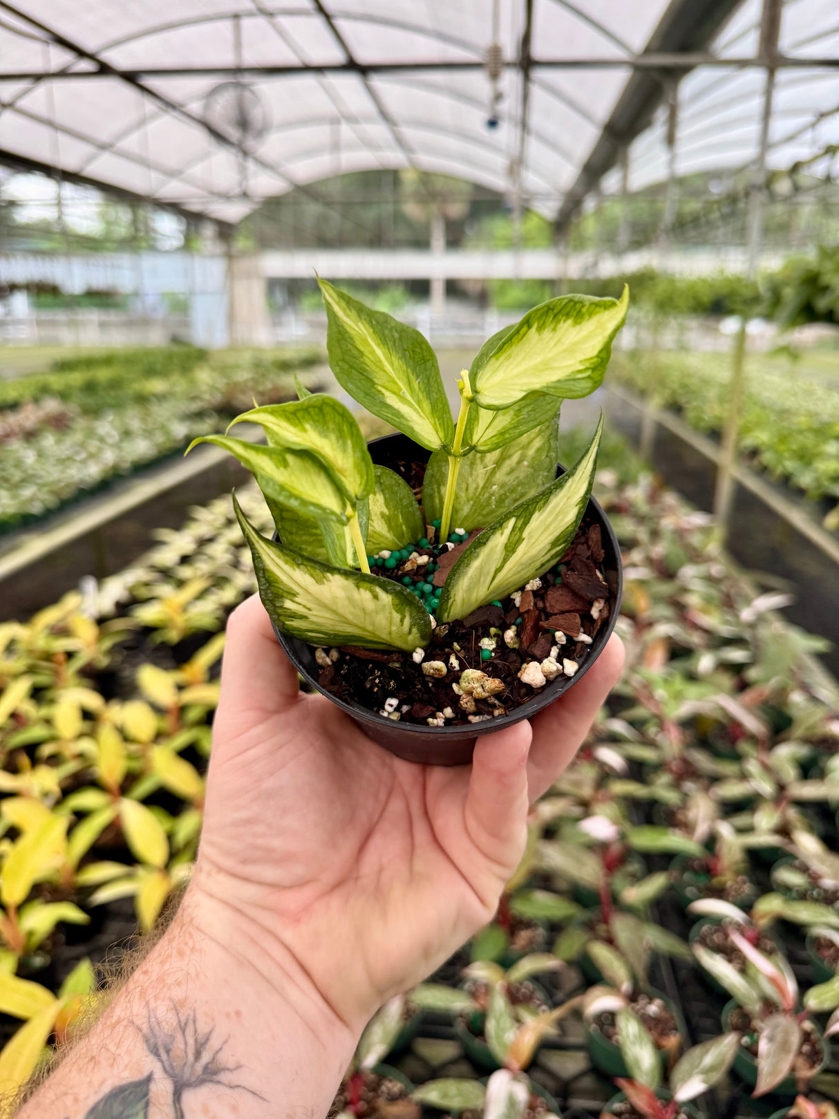 4" Hoya polyneura inner variegated