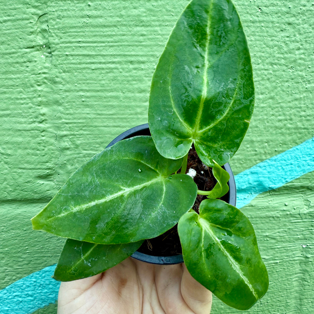 anthurium magnificum ebay 4” Anthurium magnificum – Canopy Plant Co