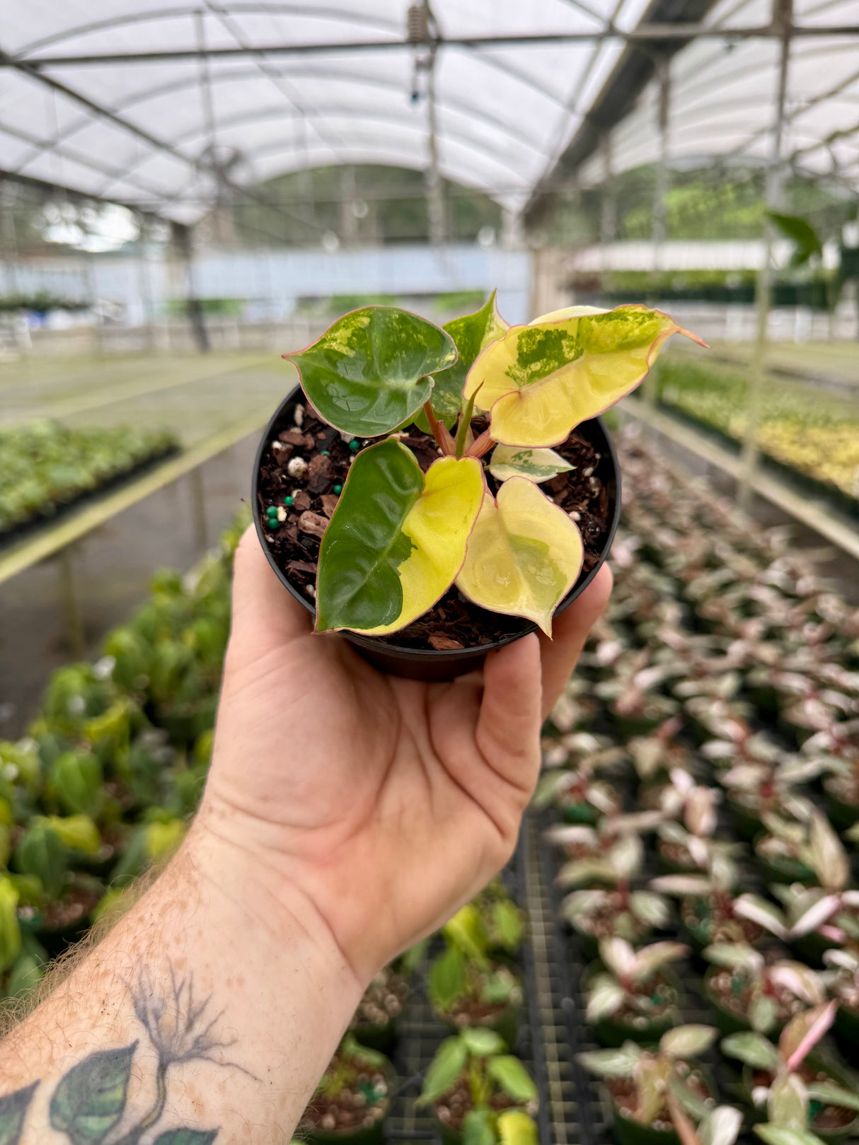 4" Philodendron billietiae variegated (starter) - Canopy Plant Co.