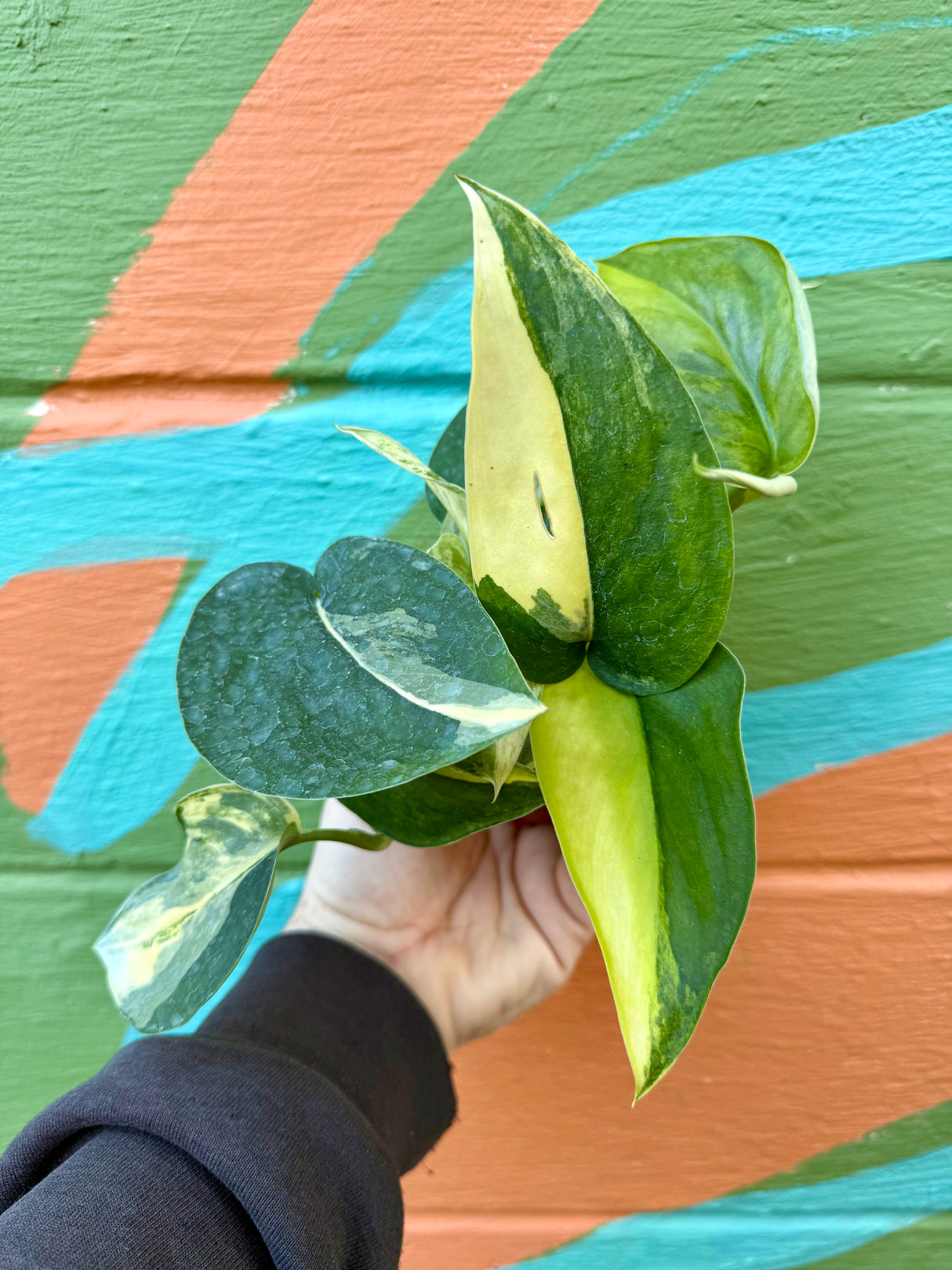 4" Scindapsus 'Jade Satin' variegated - Canopy Plant Co.