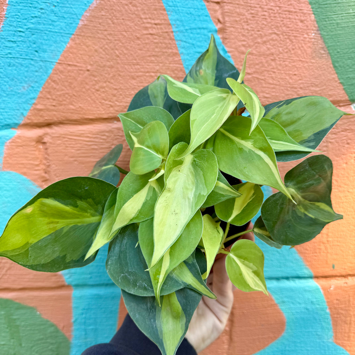 brasil philodendron flowers 4