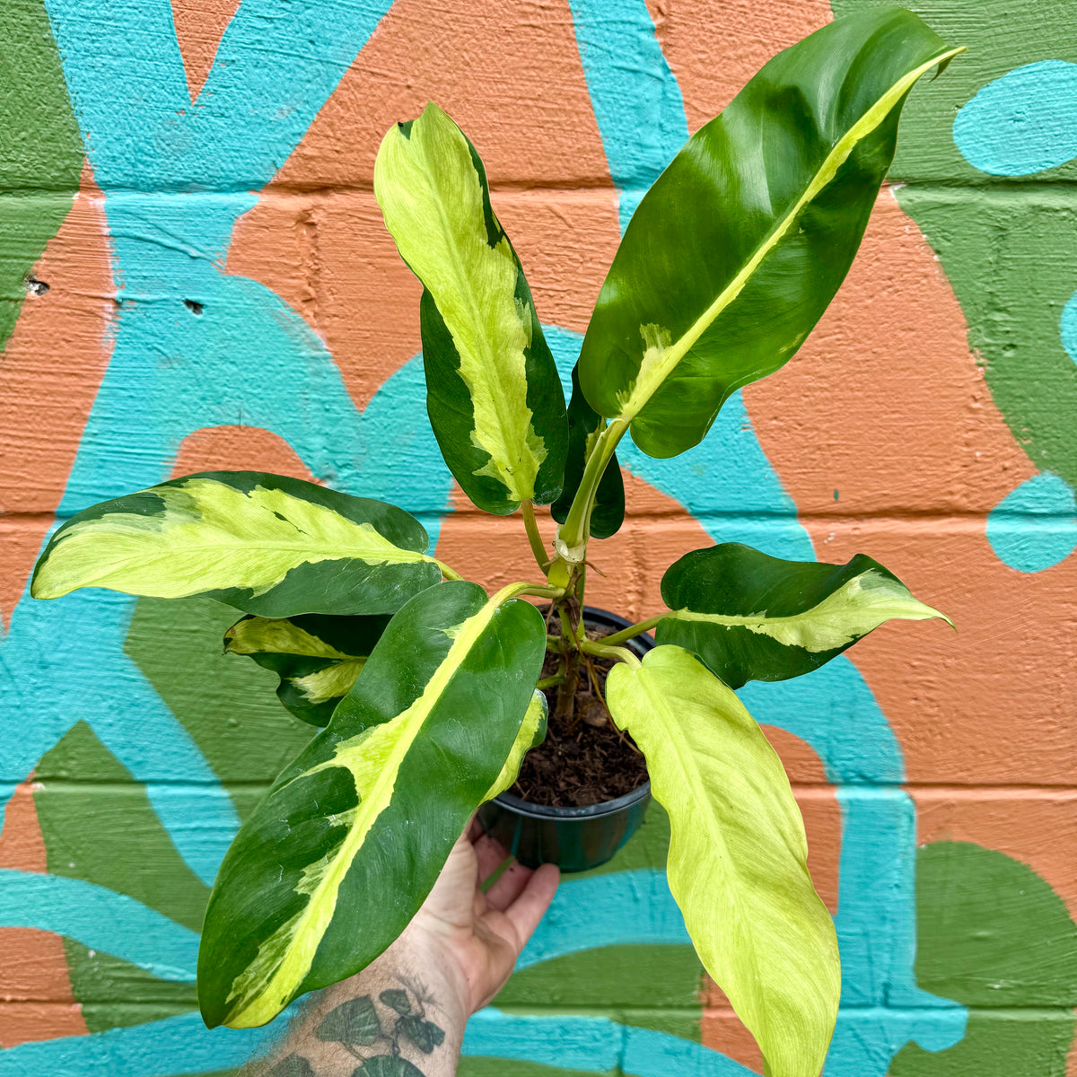 philodendron siam sunrise variegata 6