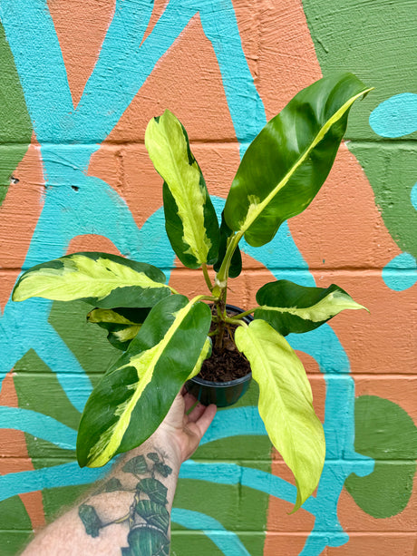 6" Philodendron ‘Thai Sunrise’ - Canopy Plant Co.