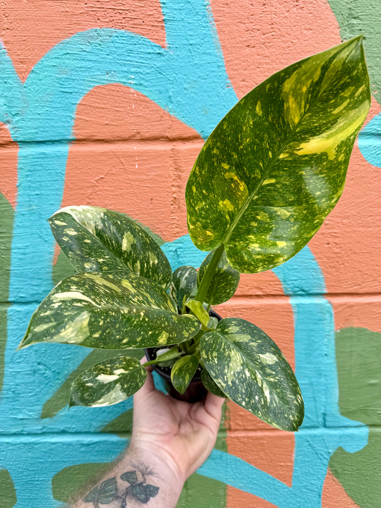 4" Philodendron 'Green Congo Nuclear' - Canopy Plant Co.