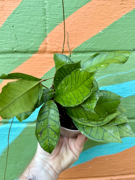 5" Hoya ranauensis - Canopy Plant Co.