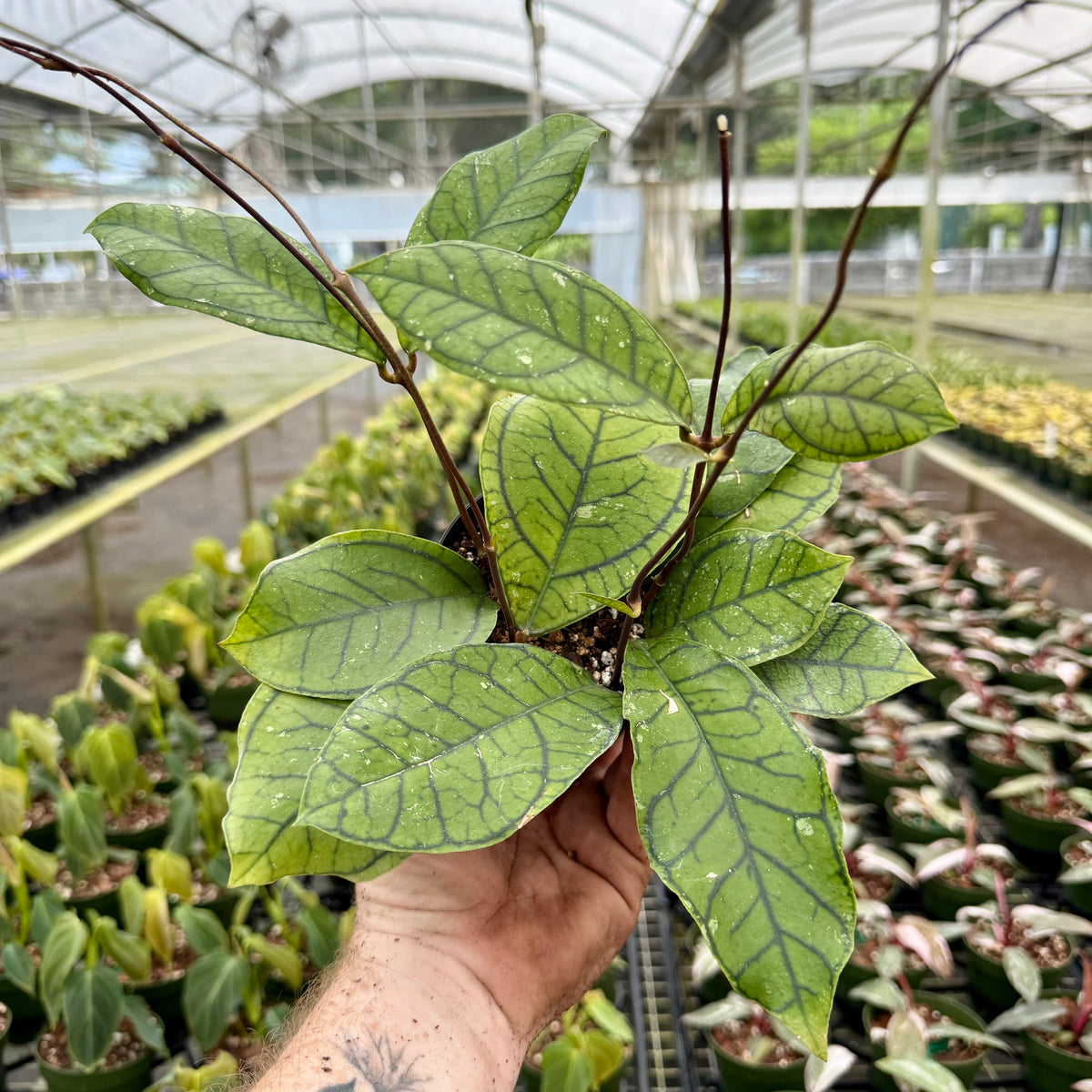 4” Hoya callistophylla 'Vena' – Canopy Plant Co.