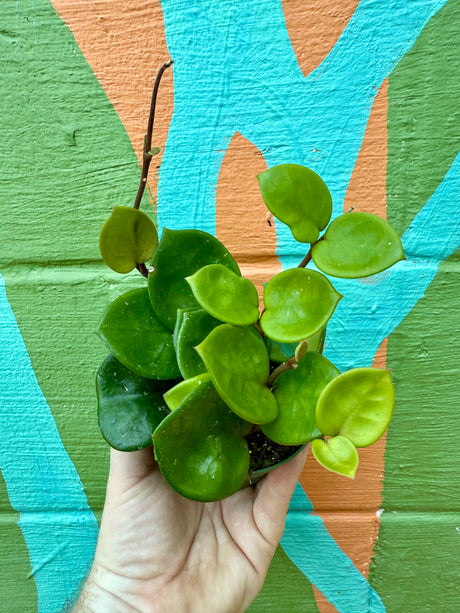 4" Hoya 'Chelsea' - Canopy Plant Co.