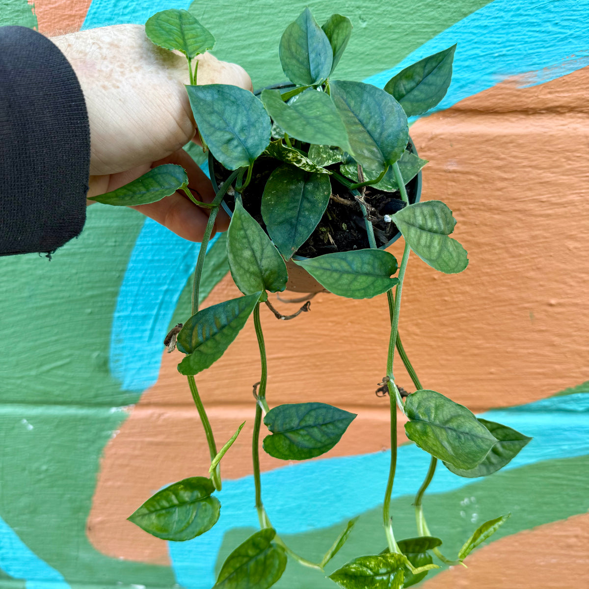4” Pothos 'Cebu Blue' – Canopy Plant Co