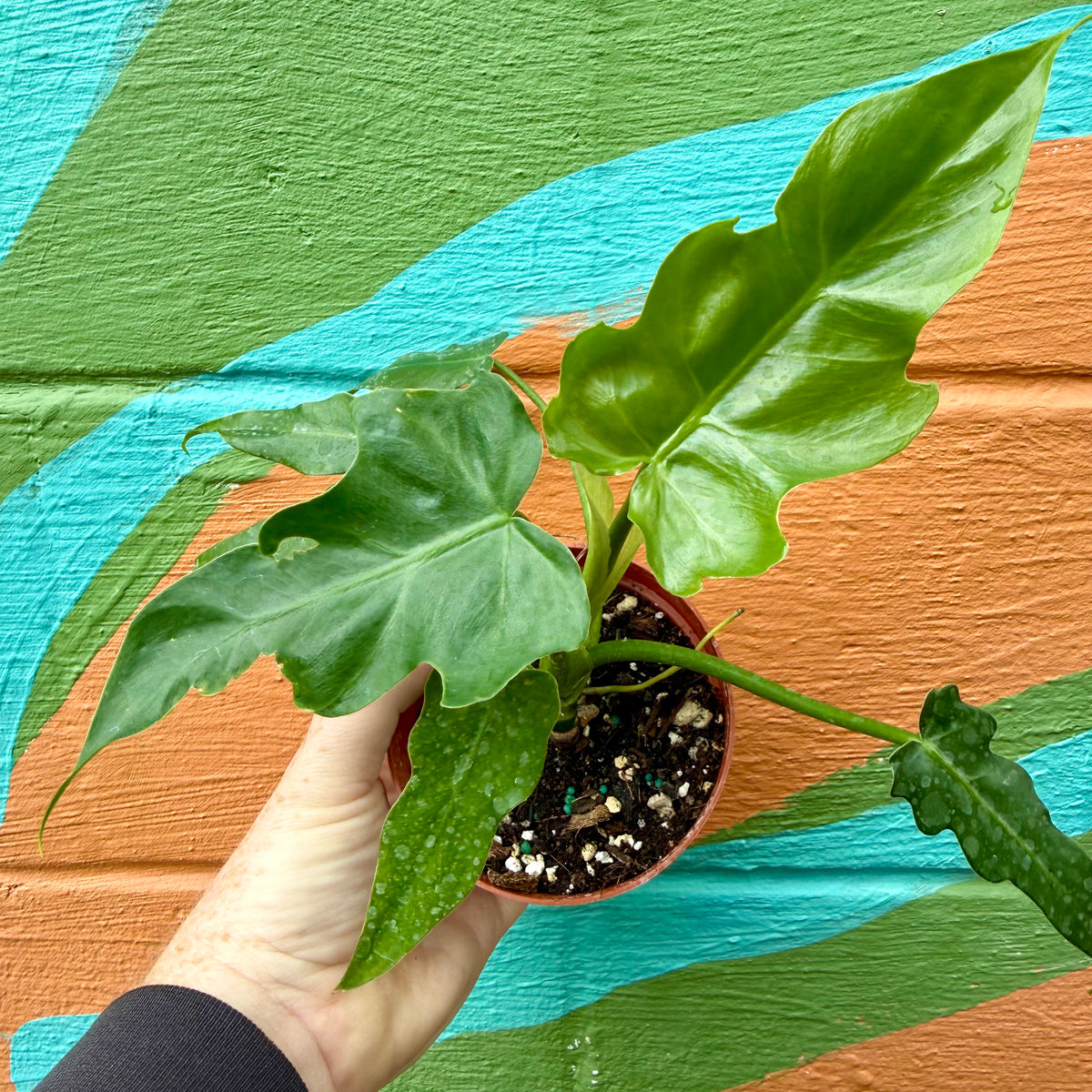 mayoi philodendron care 4” Philodendron mayoi