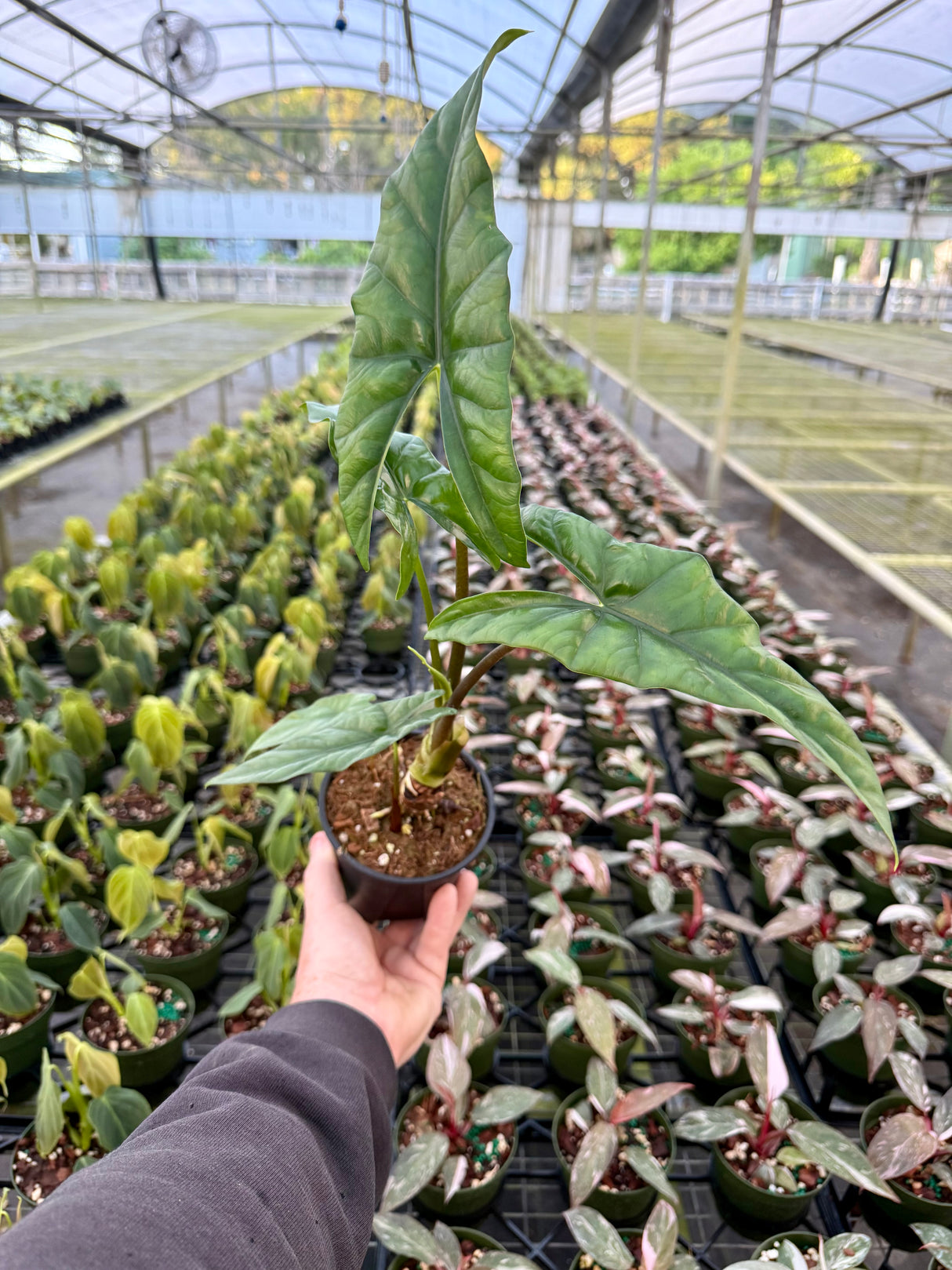4" Alocasia 'Simpo'