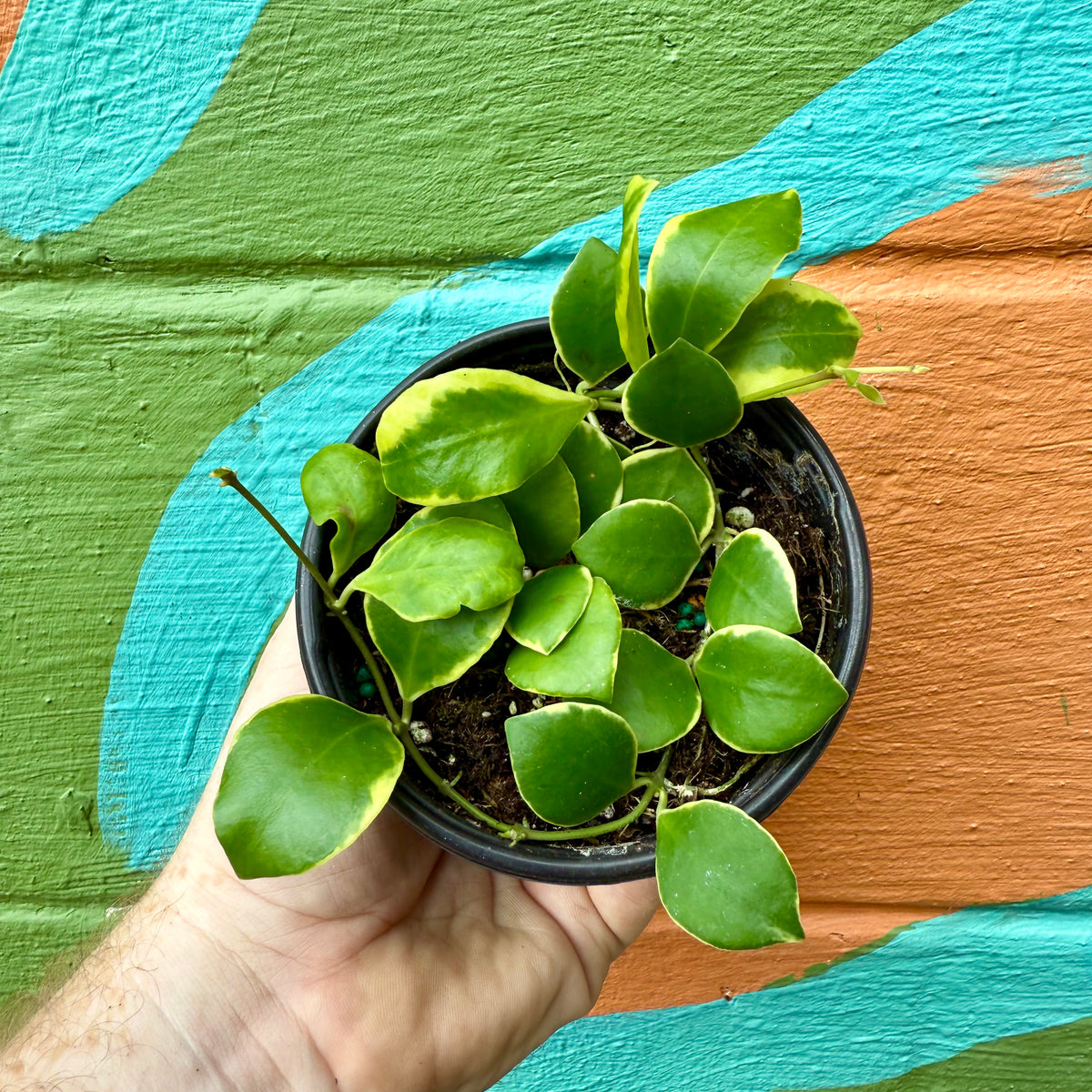 FullSizeRender_8c6fd0b0-9654-