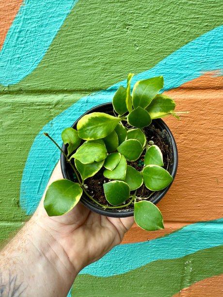 4” Hoya heuschkeliana variegated (outer) - Canopy Plant Co.