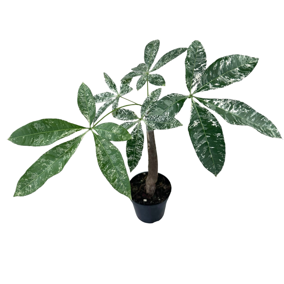 variegated money tree care 4" Pachira glabra 'Money Tree' variegated