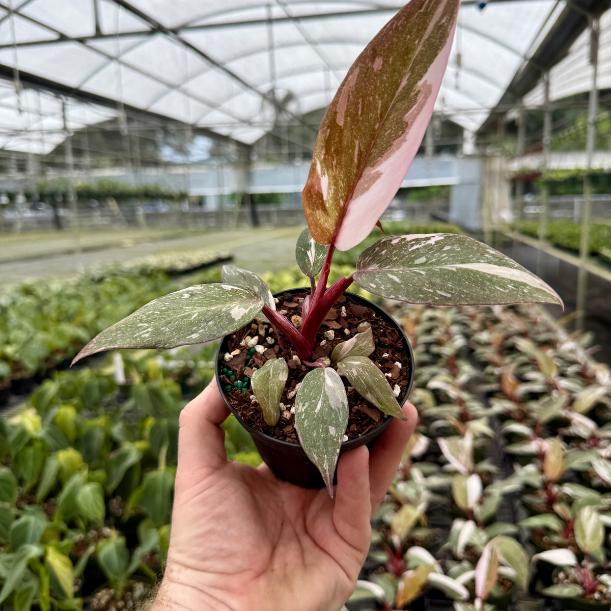 4” Philodendron 'Pink Princess' (marble)