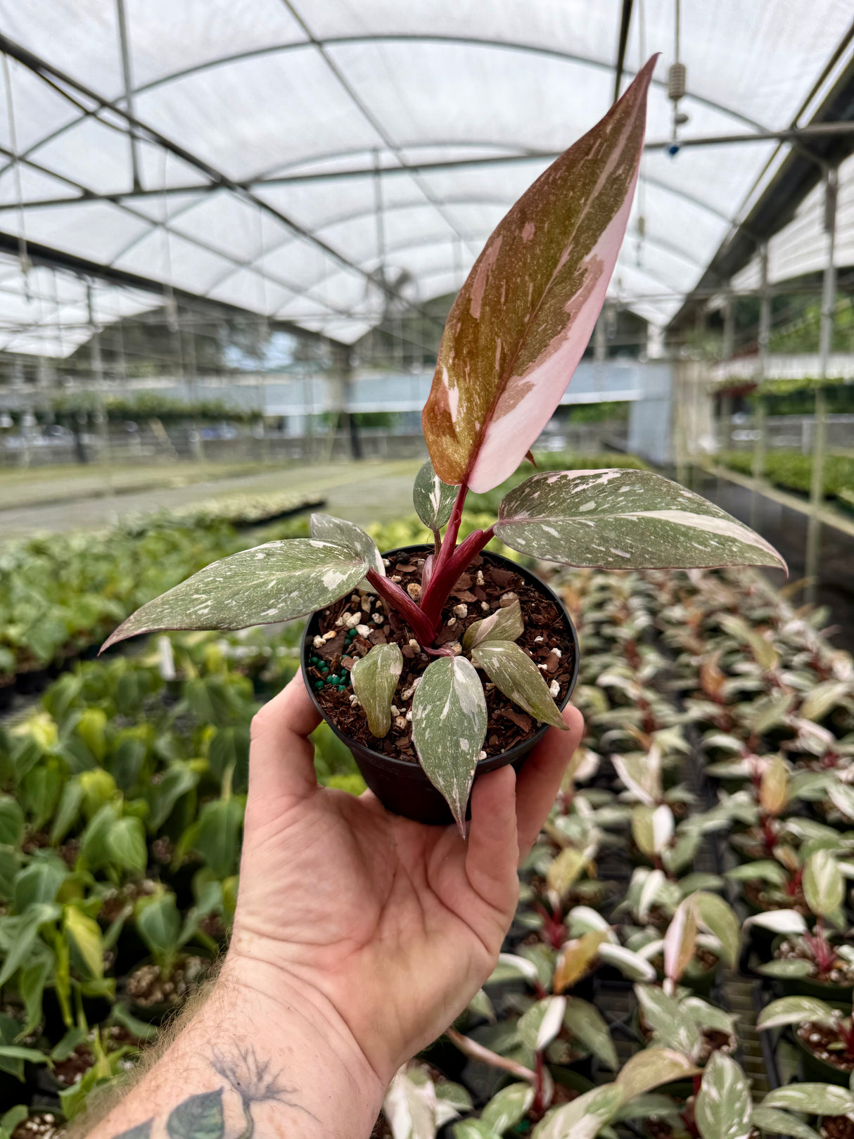 4” Philodendron 'Pink Princess' (marble)