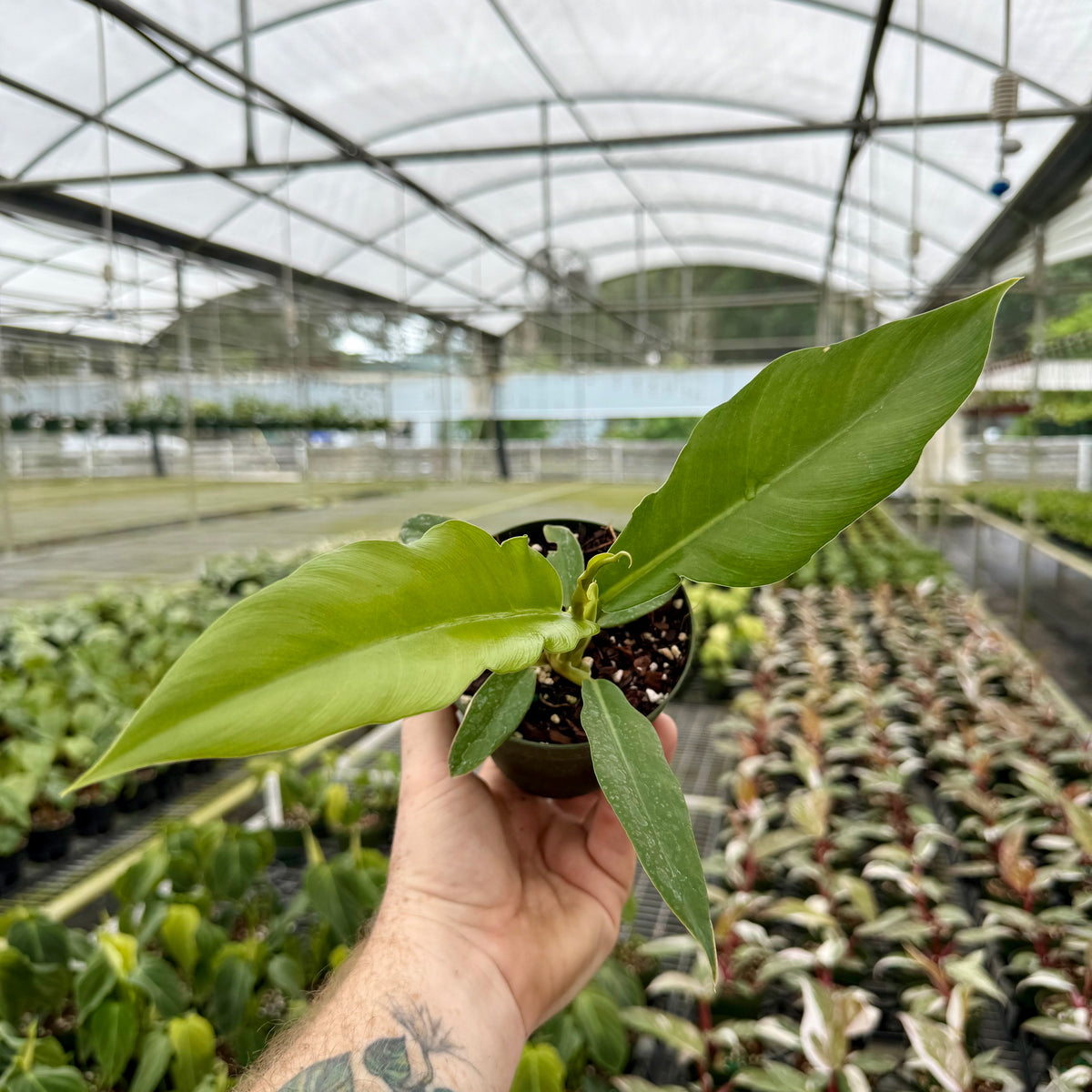 philodendron jungle boogie price philippines 4" Philodendron 'Jungle Boogie' – Canopy Plant Co