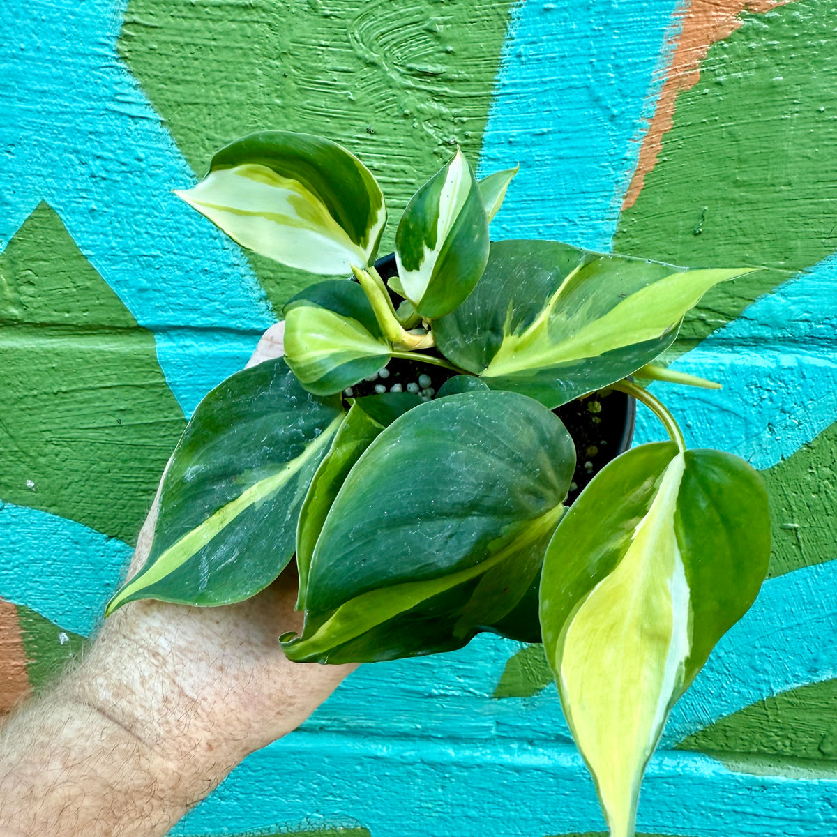 philodendron herbaceum 4” Philodendron 'Cream Splash' – Canopy Plant Co