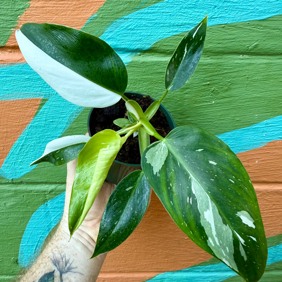 philodendron white wizard large 4" Philodendron 'White Wizard' – Canopy Plant Co