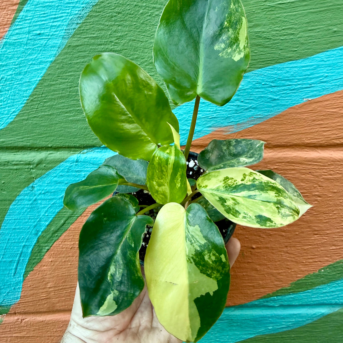 4” Philodendron 'Burle Marx' variegated – Canopy Plant Co