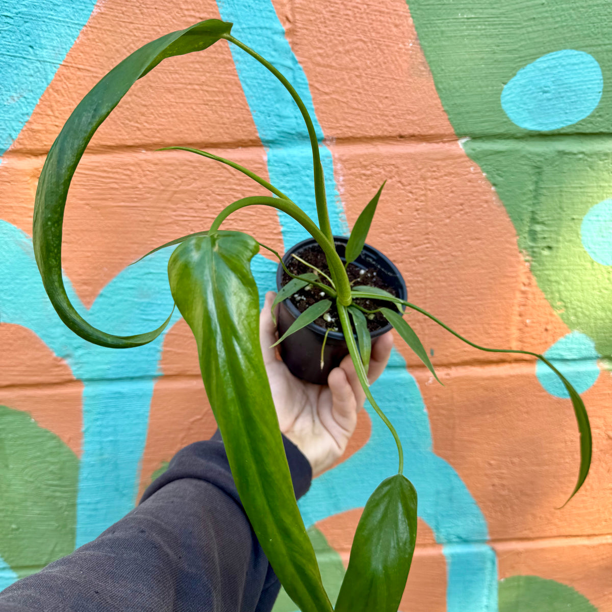 4” Philodendron holtonianum – Canopy Plant Co.