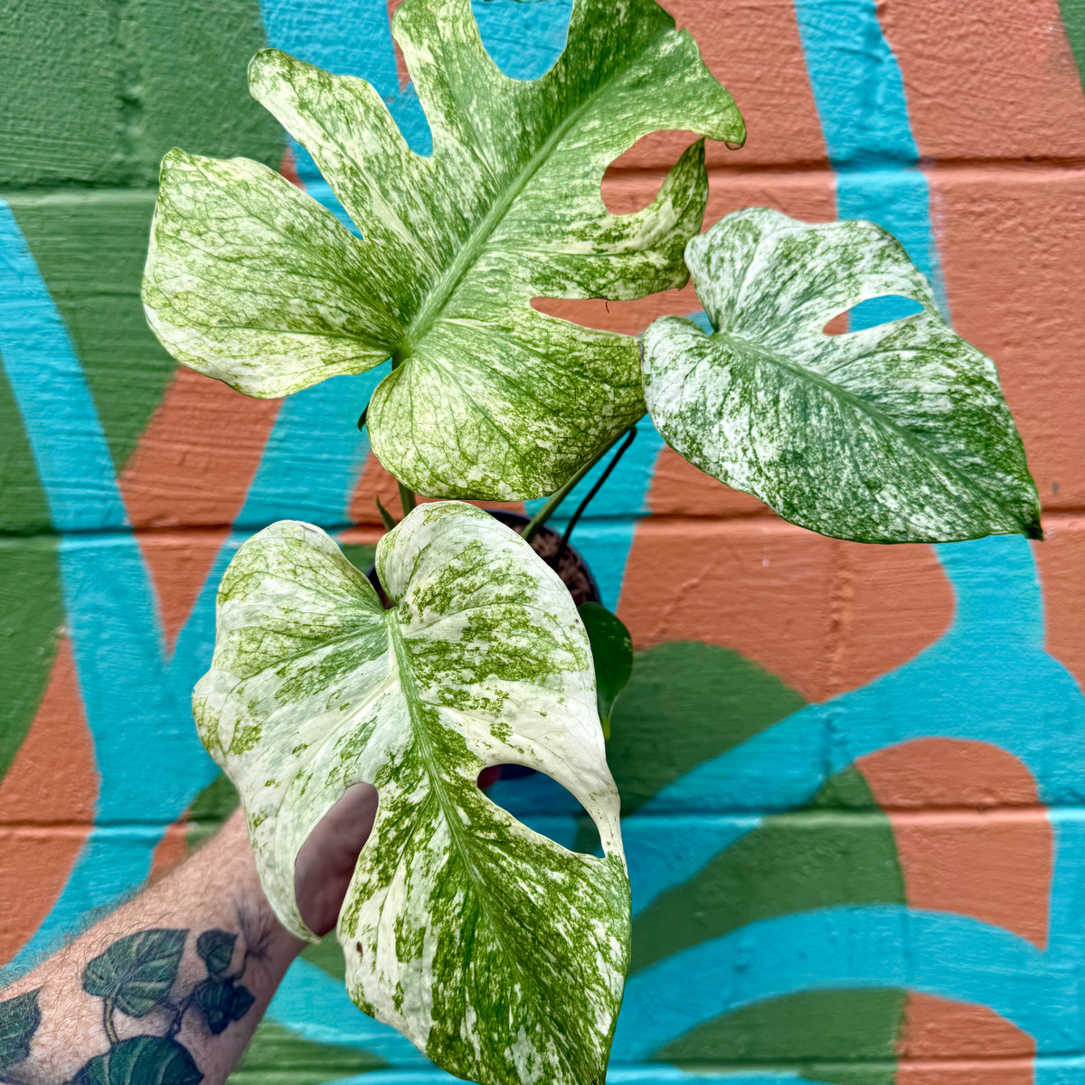 6” Monstera 'White Monster' – Canopy Plant Co