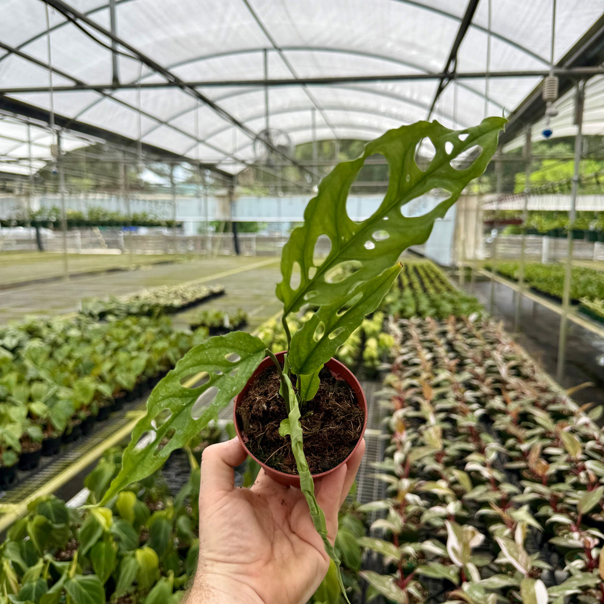 monstera obliqua adansonii difference 4" Monstera obliqua sp. Peru – Canopy Plant Co