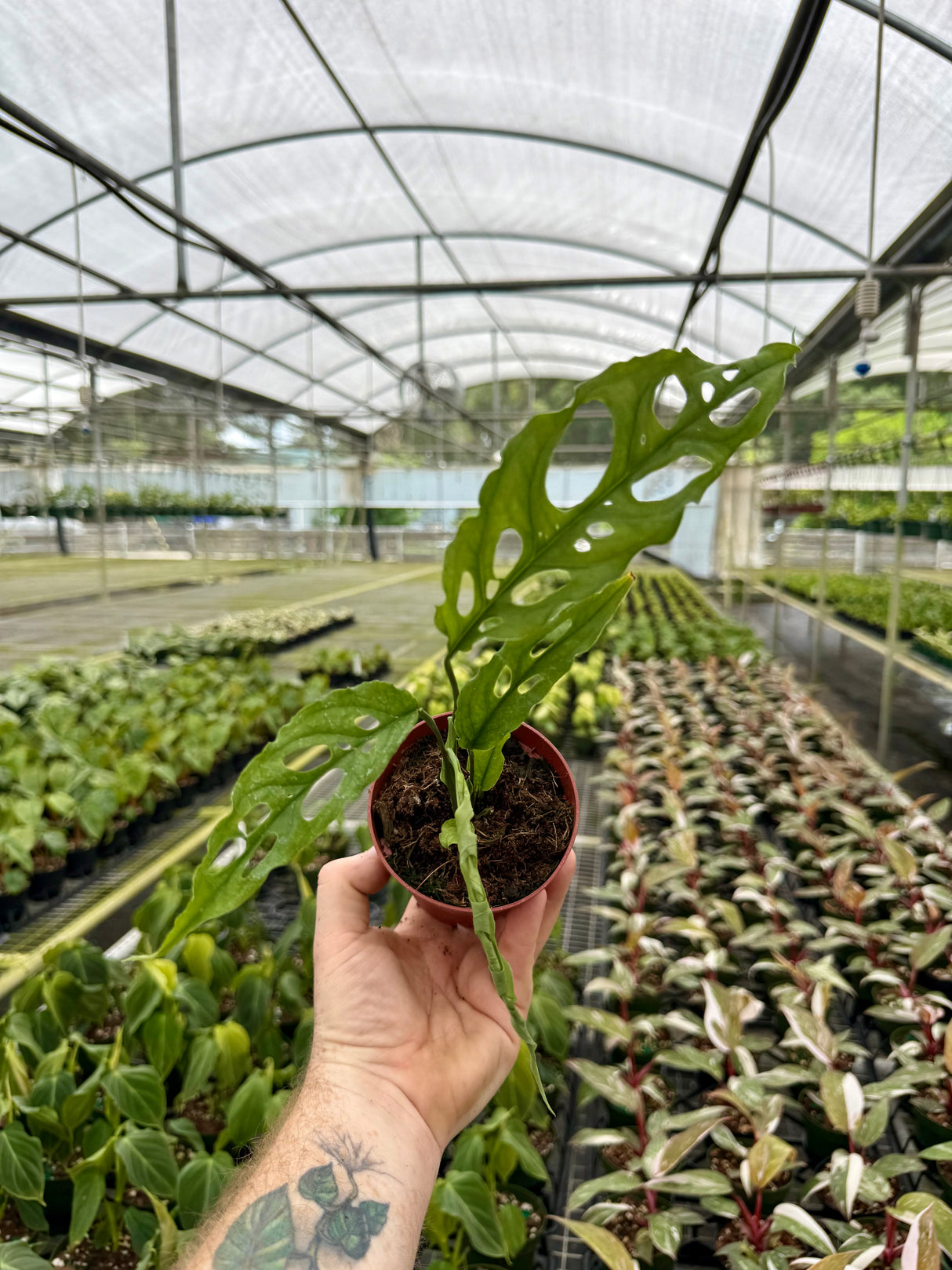 4" Monstera obliqua sp. Peru