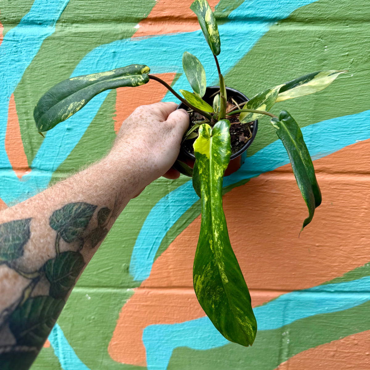 4” Philodendron 'Joepii' variegated – Canopy Plant Co.