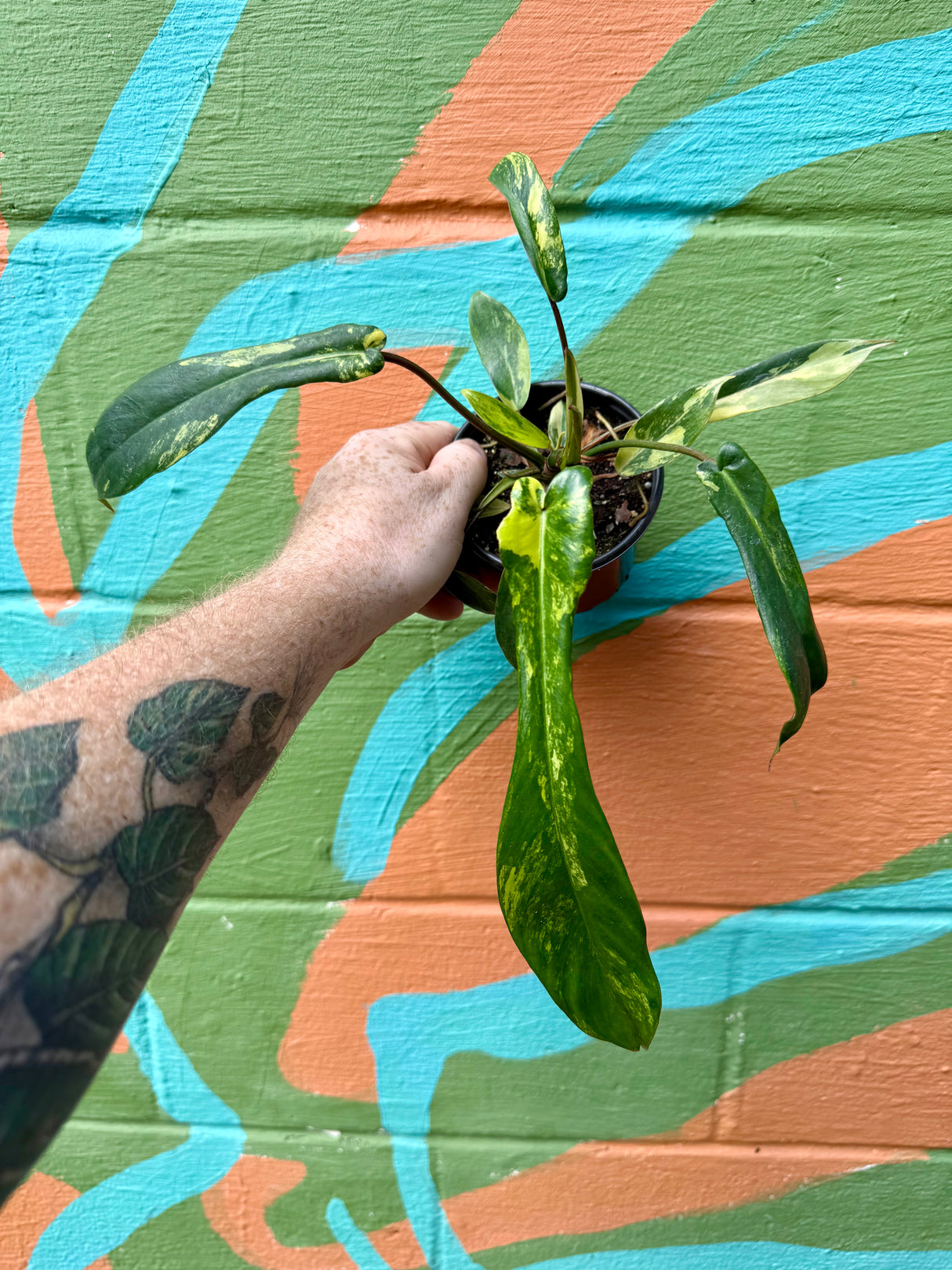 4” Philodendron ‘Joepii’ variegated - Canopy Plant Co.