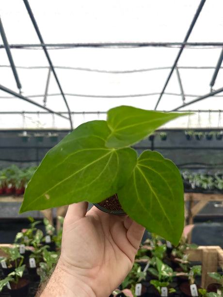 2” Anthurium 'Delta Force' - Canopy Plant Co.