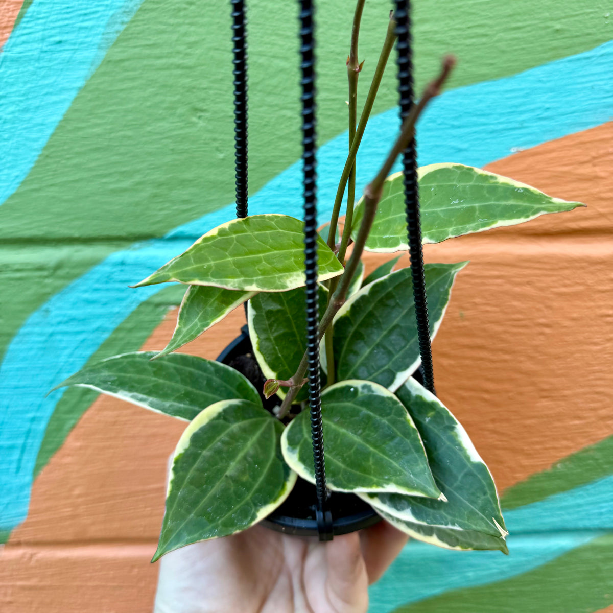 Hoya archboldiana variegata 約5~6cmカップ 1260A811-B609-482A-A7EB-
