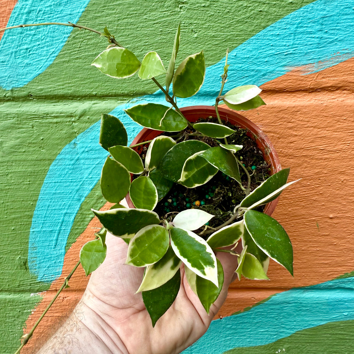 hoya lacunosa variegata 4