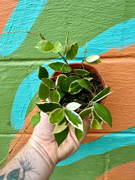 4" Hoya lacunosa 'Asami' outer variegated - Canopy Plant Co.
