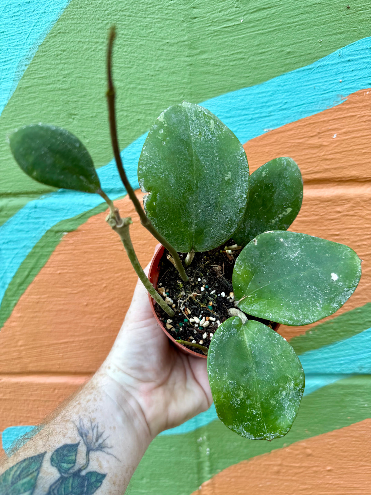 4" Hoya loyceandrewsiana - Canopy Plant Co.