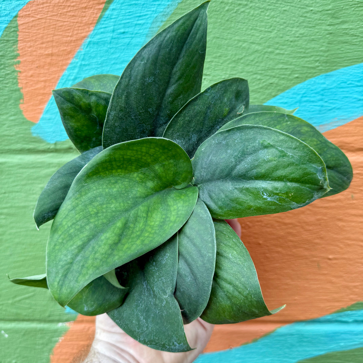 jade satin pothos 4