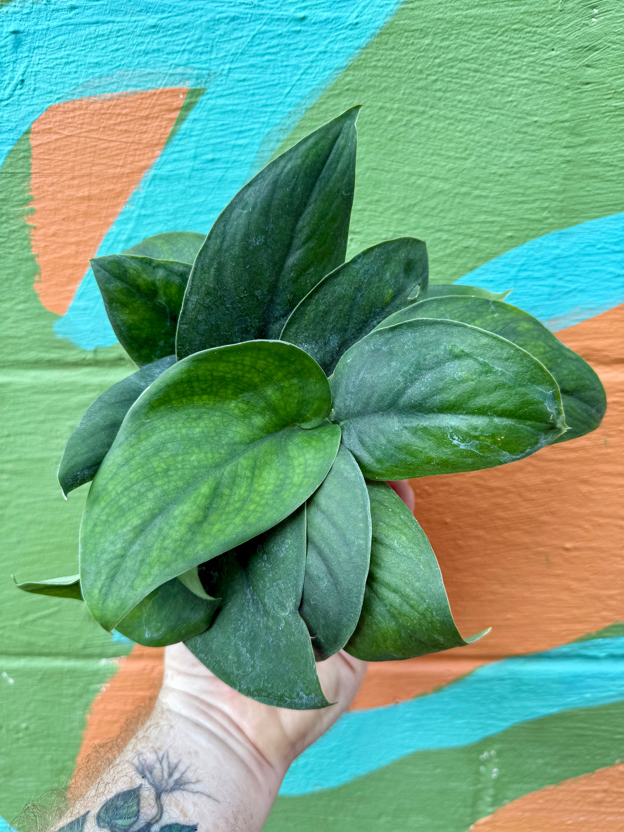 4" Scindapsus 'Jade Satin' - Canopy Plant Co.