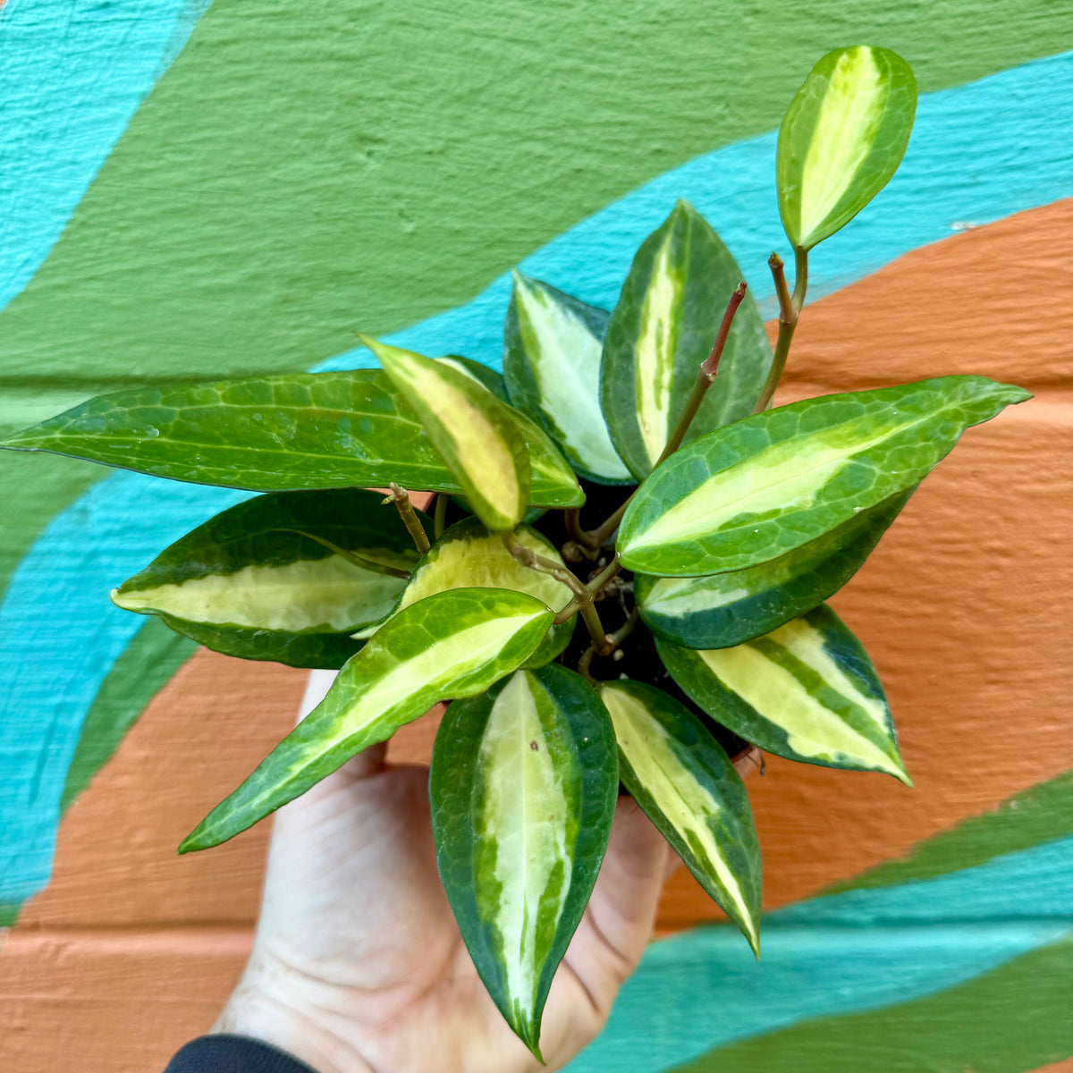 (S)ホヤ ポットオブゴールド 4” Hoya latifolia 'Pot of Gold' – Canopy Plant Co.