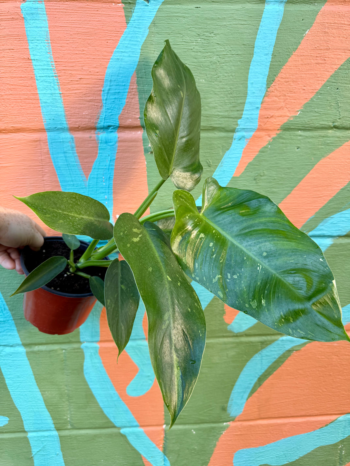 6" Philodendron ‘Jose Buono’ (low color) - Canopy Plant Co.