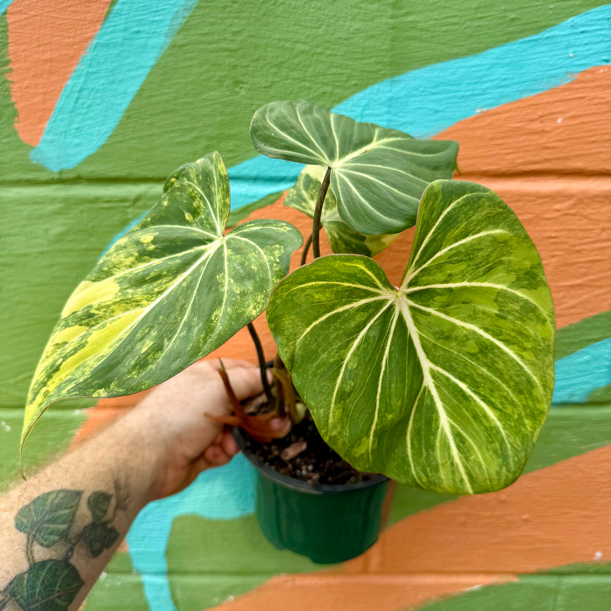 その他観葉植物 Philodendron gloriosum 'Radiante' philodendron-gloriosum-305-