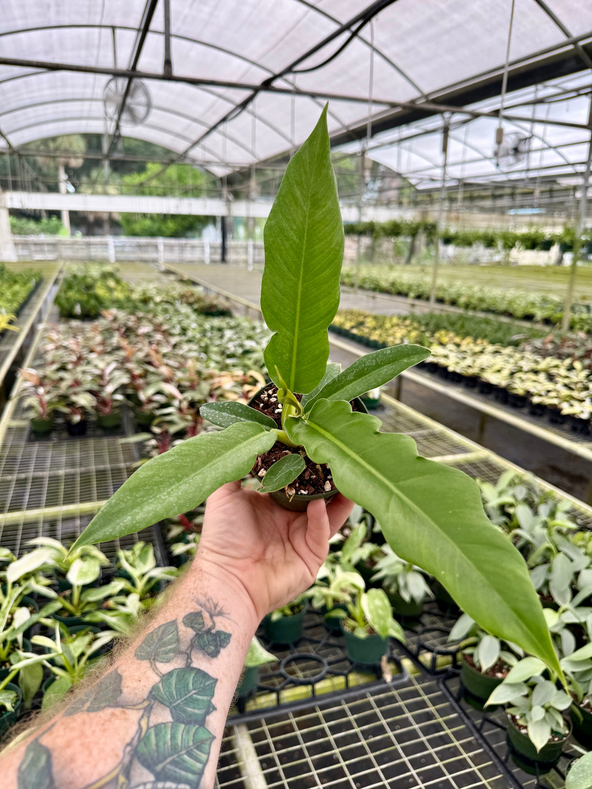4" Philodendron ‘Jungle Boogie’