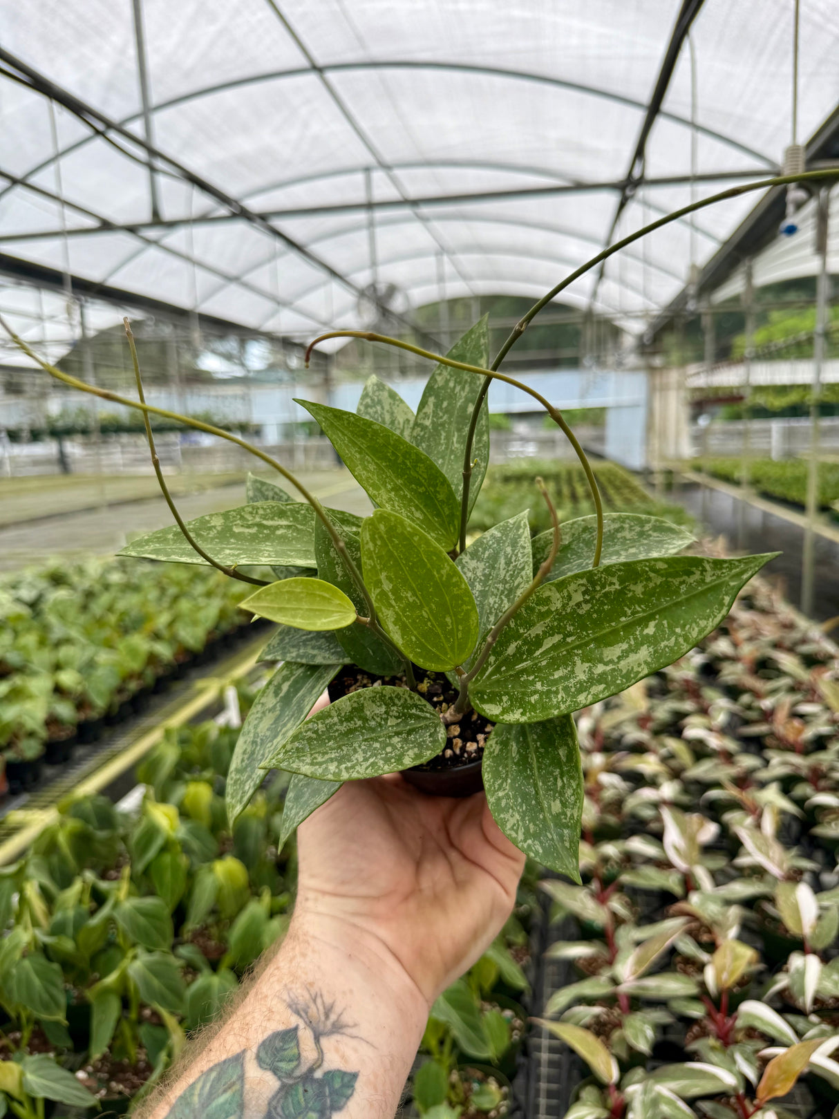 4” Hoya latifolia 'Rangsan'