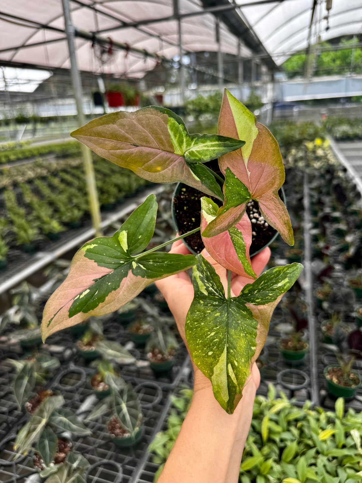 4" Syngonium ‘Tricolor’